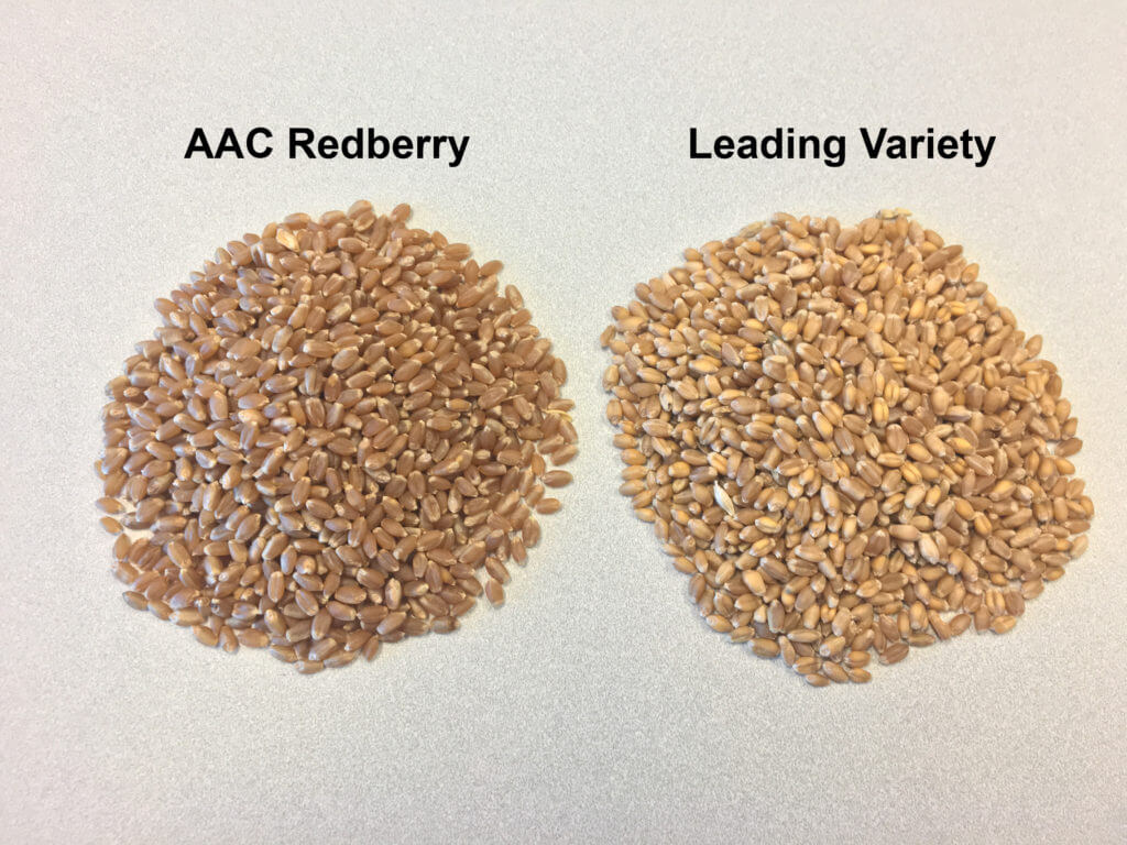 AAC Redberry and leading variety grain samples